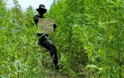 <p>WEEDS. A police operative stands in the middle of a marijuana plantation discovered at Barangay Loccong, Tinglayan, Kalinga on Tuesday (June 19, 2018). Operatives in Cordillera destroyed the weeds, pegged to be worth about PHP5 million. <em>(Photo courtesy of Procor)</em></p>